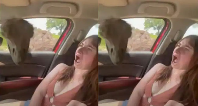 Viral Video: ఓ యువతికి షాకింగ్ అనుభవం.. సడన్‌గా Car  Window లో నుంచి తల దూర్చిన Ostrich.. చివరకు..