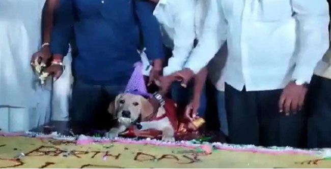 Petdog birthday party: భారీ స్థాయిలో శునకం జన్మదిన వేడుకలు.. ఏకంగా 4 వేల మందికి భోజనాలు