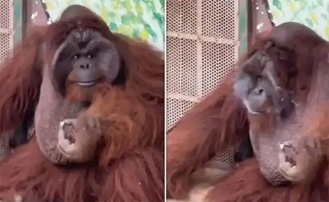 Viral Video: మనుషులు ఎలా కాలుస్తారో అచ్చం అలాగే.. జూలో Orangutan చేసిన పనికి ముక్కున వేలేసుకుంటున్న నెటిజన్లు!