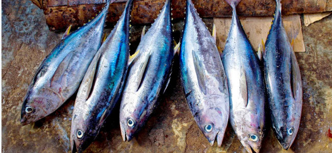 Tuna Fish Export Scam : లక్షద్వీప్ ఎంపీ బంధువుపై సీబీఐ కేసు!