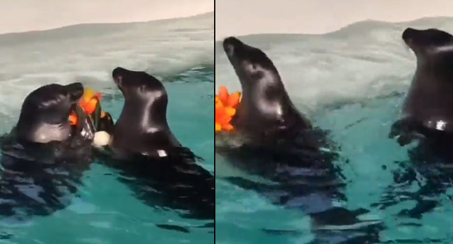 Viral Video: వావ్! ఈ seal పూలు అందించి.. ప్రేమను ఎక్స్‌ప్రెస్ చేయగానే.. ప్రియురాలి రియాక్షన్ చూడండి..