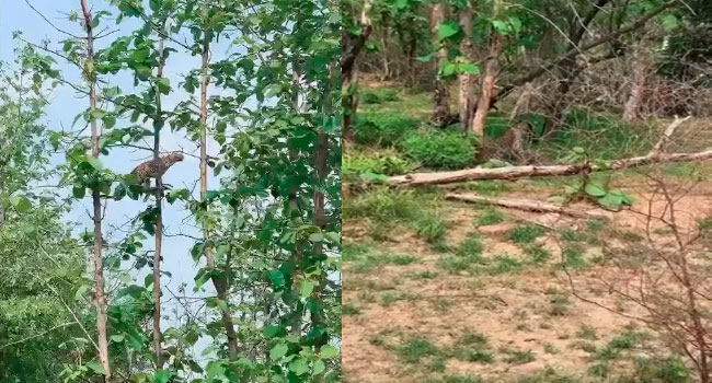 Viral Video: కోతి పిల్ల కోసం చెట్టు ఎక్కిన చిరుత.. ఇంటర్నెట్ షాక్