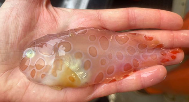 Transparent Fish: అలస్కాలో అరుదైన చేప.. దాని ప్రత్యేకత ఏంటంటే..