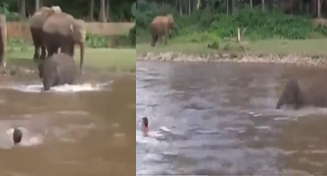 Viral Video: నదిలో కొట్టుకుపోతున్న వ్యక్తిని చూసిన ఏనుగు.. చివరికి ఏం చేసిందో చూడండి..