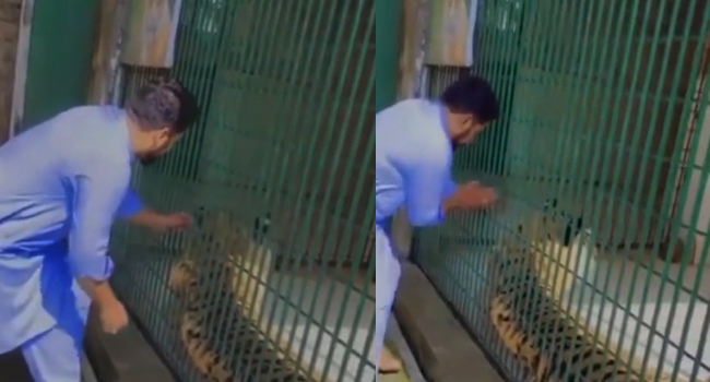 Viral Video: పులి బోనులో ఉంది కదా అని.. చక్కిలిగింతలు పెట్టాడు.. ఇంతలో అనుకోని ఘటన.. అయితే టైం బాగుండడంతో..