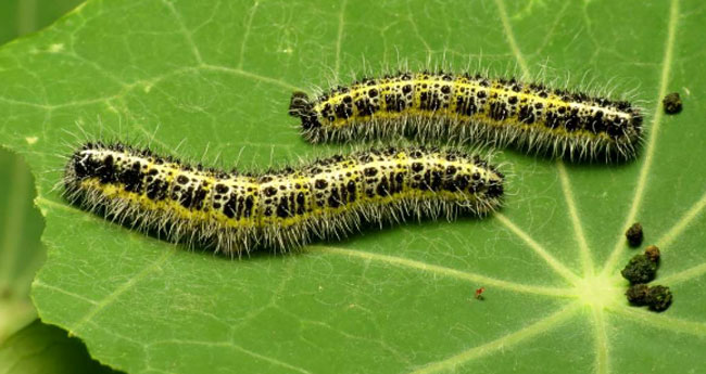 Caterpillar: గొంగళి పురుగులతో స్నాక్స్.. వినూత్న ఆలోచనతో ఆకట్టుకుంటున్న దక్షిణాఫ్రికా కంపెనీ!