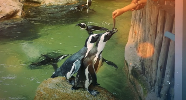 చేపలు తినేందుకు నిరాకరిస్తున్న Penguins.. ఎందుకో తెలిస్తే షాకవుతారు..!
