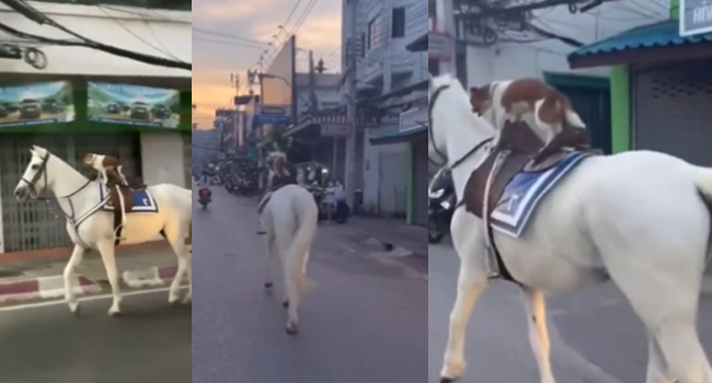 Viral Video: horse riding అదరగొడుతున్న కుక్కపిల్ల.. చూస్తే సినిమా సీన్ గుర్తుకొస్తుందంటున్న నెటిజన్లు..