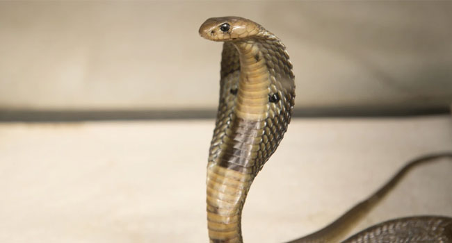 Snakes Hulchal: గోదావరి ముంపు ప్రాంతాల్లో వెంటాడుతున్న పాముల భయం