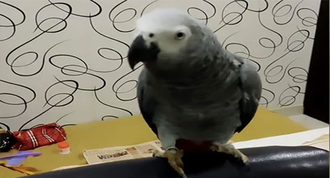 Missing Parrot Found: తప్పిపోయిన చిలుకను పట్టి అప్పగించాడు.. ఏకంగా రూ.85 వేల నజరానా అందుకున్నాడు!