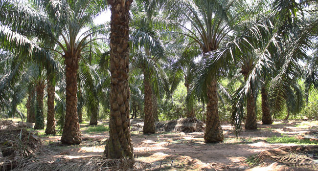 Palm oil: ఏపీలో పామ్‌ ఆయిల్ సాగు అభివృద్ధికి 104 కోట్లు