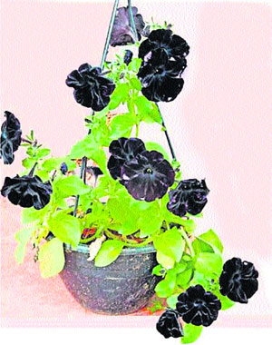 Black Betunia: కున్నూరులో విరబూసిన ‘బ్లాక్‌ బెటూనియ’