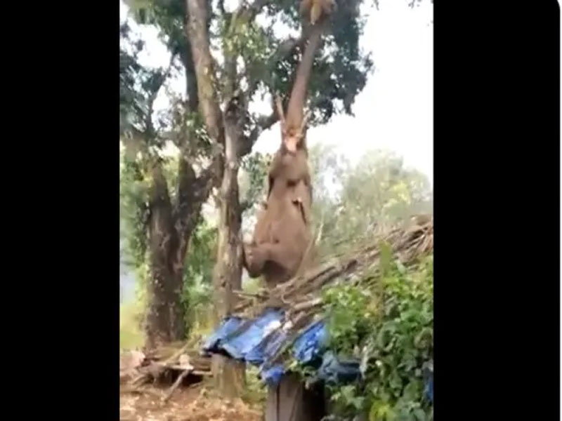 Elephant Viral Video: అనగనగా ఒక ఏనుగు... దానికి పనసపండు తినాలనిపించి... తొండాన్ని పైకెత్తింది.. అందకపోవడంతో...