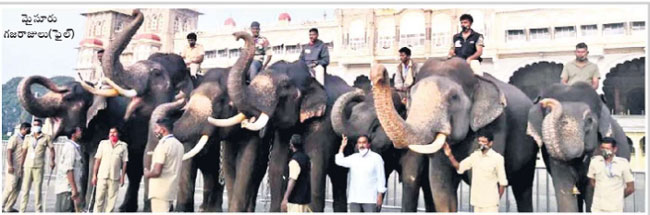 Mysore: 7న మైసూరుకు గజరాజులు