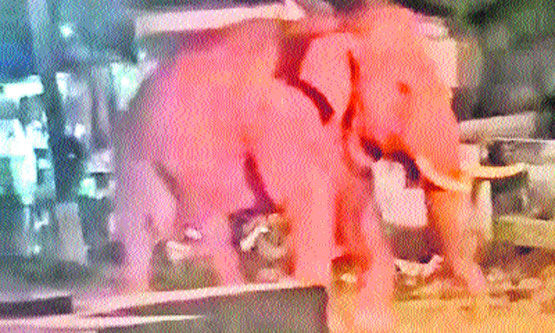 Baahubali is an elephant: మళ్లీ కున్నూరు రహదారిలో బాహుబలి ఏనుగు సంచారం