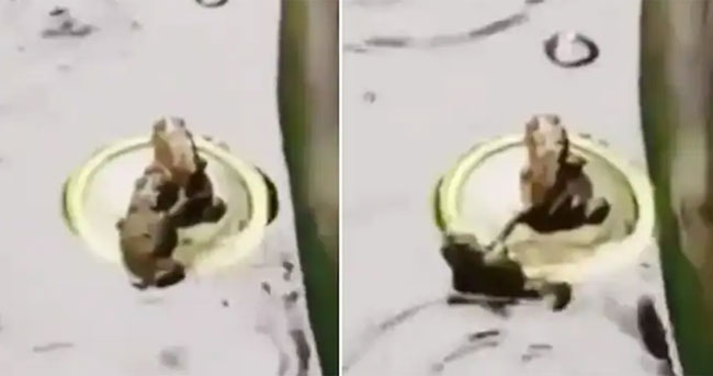Viral Video: బాటిల్ కప్ మీద ప్రయాణం కోసం కప్పల మధ్య ఫైటింగ్.. చివరకు ఏం జరిగిందో చూడండి..