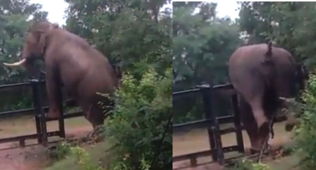 Elephant video: హైజంప్ చేసేందుకు ప్రయత్నించిన ఏనుగు.. కుదరకపోవడంతో చివరకు ఇలా కానిచ్చేసింది..