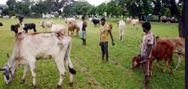 Cattle Theft: బంగ్లా యువకుడిని కొట్టి చంపిన స్థానికులు