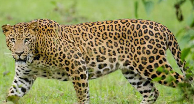 Leopard Movement: నంద్యాల జిల్లాలో చిరుత పులి సంచారం కలకలం