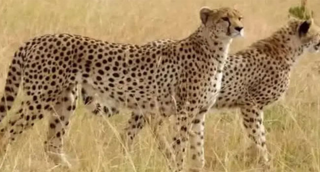 Welcome Cheetahs: విదేశీ చిరుతల కోసం కునో పార్కులో 7 హెలీప్యాడ్‌లు