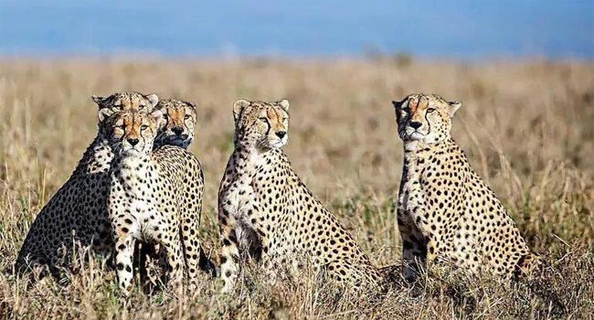 Africa cheetahs : కునో పార్కుకు ఆఫ్రికా చిరుతపులులు