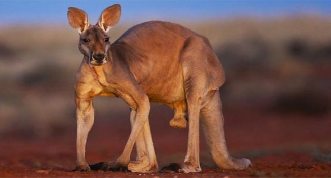 Pet Kangaroo: పెంచుకున్న కంగారూ వృద్ధుడి ప్రాణం తీసింది...ఆపై