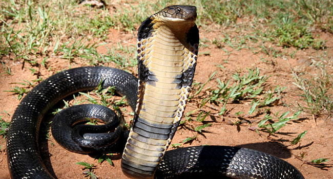 king cobra: అనకాపల్లిలో 12 అడుగుల కింగ్ కోబ్రా హల్‌చల్