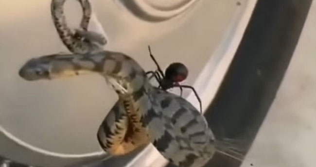 Snake vs Spider: పాము, సాలీడు.. ఈ రెండూ పోట్లాడితే గెలిచేది ఏది..? ఈ వీడియో చూస్తే మీరే ఆశ్చర్యపోతారు..!