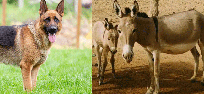 Donkeys and Dogs : పాక్ నుంచి గాడిదలు, కుక్కల దిగుమతి... లొట్టలేసుకుంటున్న చైనీయులు...