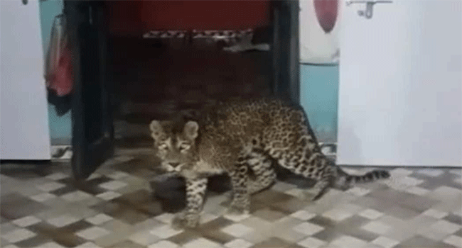 Leopard: ఇంట్లోకి వచ్చిన చిరుతపులి...షాక్