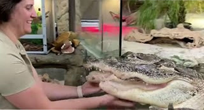 ఒట్టి చేతులతో ఈ మహిళ చేసిన పని చూస్తే ఒళ్ళు గగుర్పొడుస్తుంది!! | this