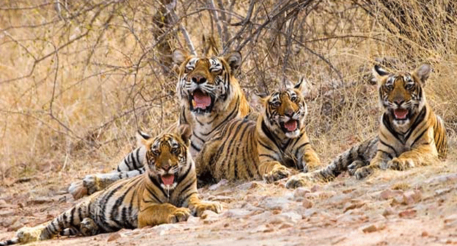 Bengal Safari: సిలిగురి సఫారీలోకి నాలుగు పులి పిల్లల విడుదల