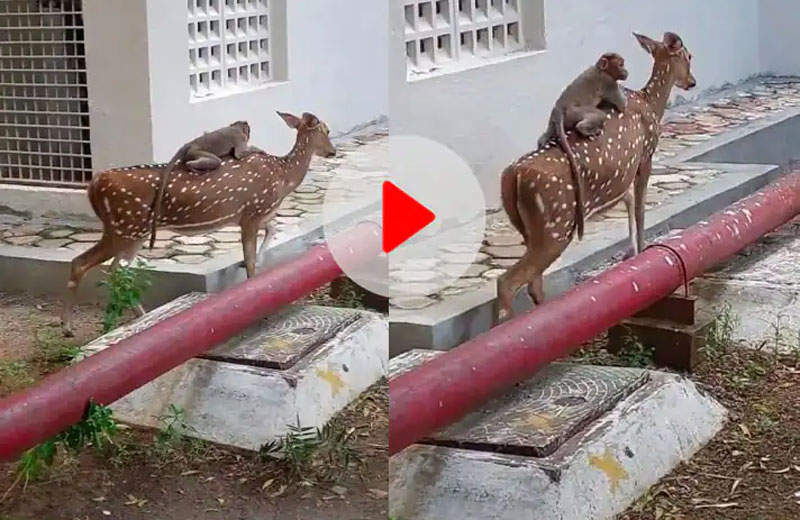 చెంగుచెంగున గెంతే ఆ జంతువుల వింత విహారం... చూస్తే విరగబడి నవ్వాల్సిందే ...