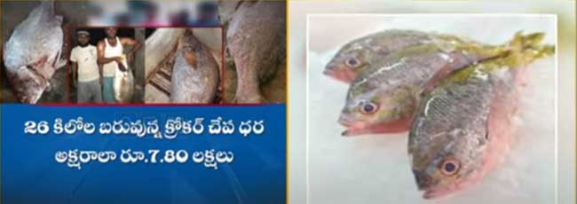మత్స్యకారుల వలకి చిక్కిన అరుదైన క్రోకర్ చేప