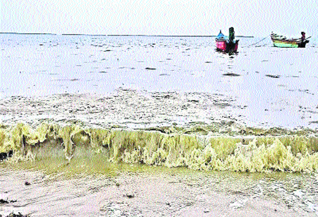 sea-colour-change-tamilnadu-state