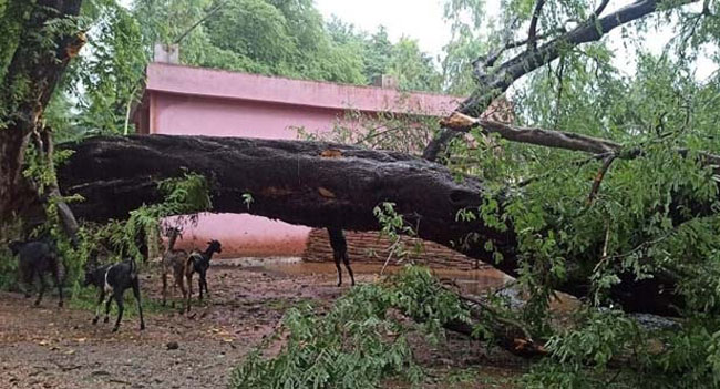 ఏజెన్సీ, మెట్ట ప్రాంత్రాలో వర్షం జోరు