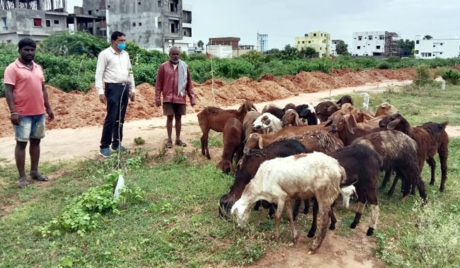 గొర్రెల దొంగ అరెస్టు