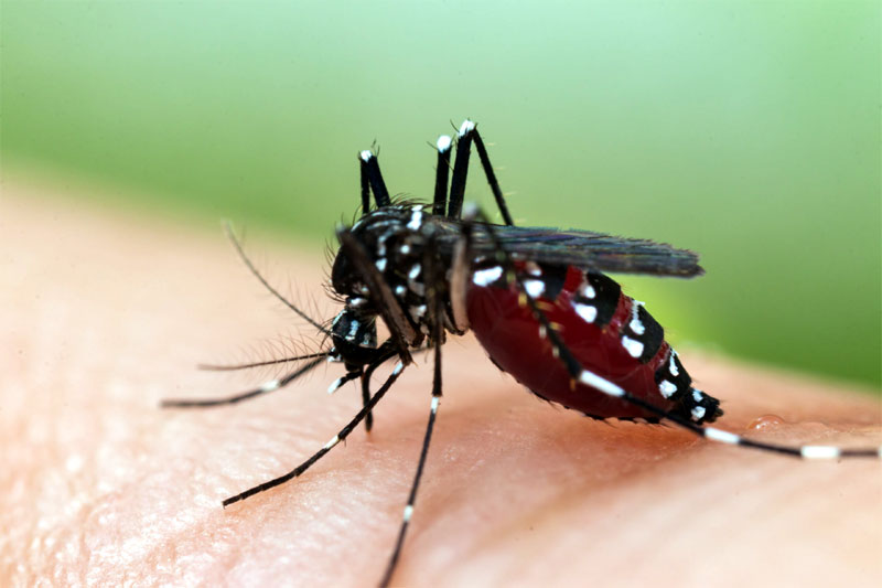 హైదరాబాద్‌లో Dengue డేంజర్ బెల్స్.. విస్తుగొలిపే విషయాలు వెలుగులోకి...!