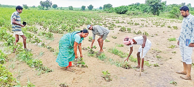 కళ్లు చెదిరే ధర.. కన్నీళ్లు మిగిల్చిన దిగుబడి!