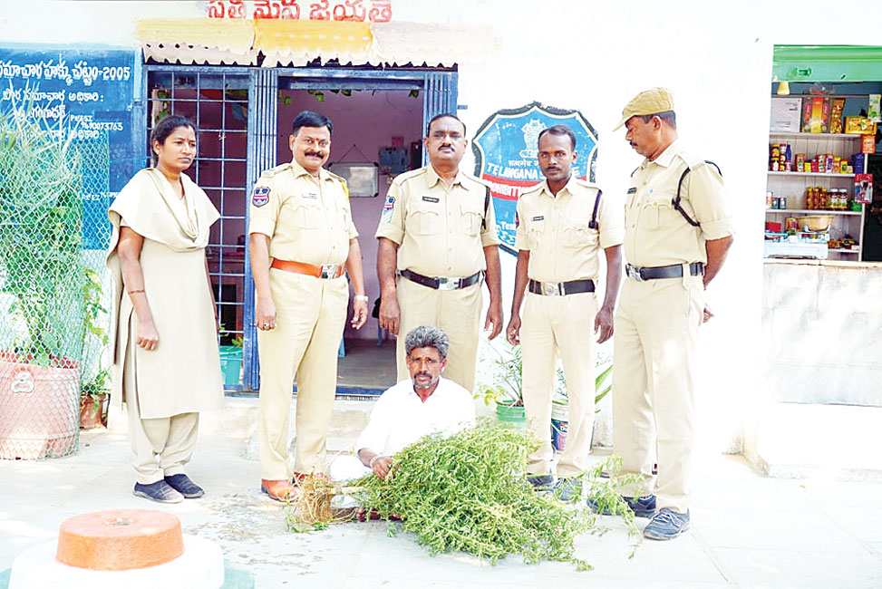 గంజాయి సాగు చేసిన వ్యక్తిపై కేసు నమోదు