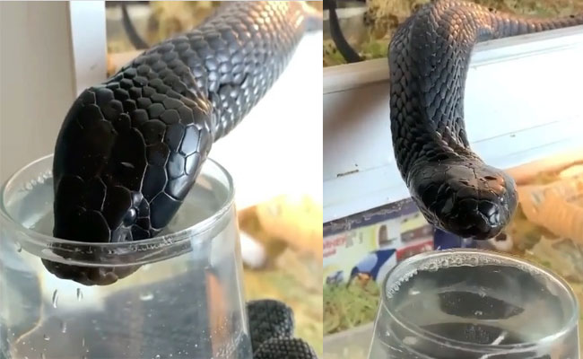 Viral Video: గుటకలు వేస్తూ మంచి నీళ్లు తాగుతున్న Black Cobra.. చూస్తే అవాక్కవడం ఖాయం..!