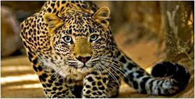 ఘజియాబాద్‌లో మరోసారి Leopard ప్రత్యక్షం
