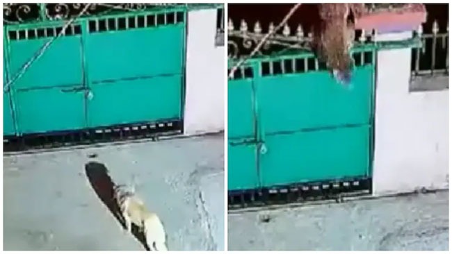 Viral Video : అర్ధరాత్రి గేటు దూకి ఇంట్లోకి ప్రవేశించిన చిరుత.. ఇది చూసిన పెంపుడు కుక్క ఏం చేసిందంటే..