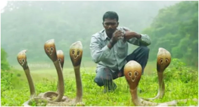 ప్రముఖ snake catcher సురేష్‌కు నాగుపాము కాటు...పరిస్థితి విషమం