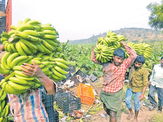 హాలికుని హాహాకారాలు