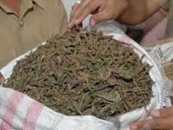 పాలకొల్లులో భారీగా గంజాయి పట్టివేత