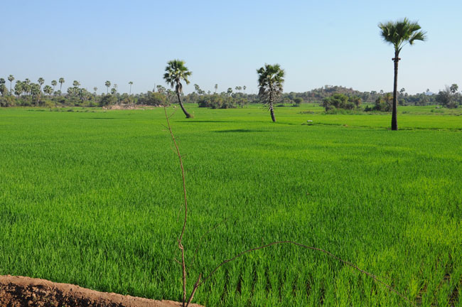 పచ్చని పంటలు