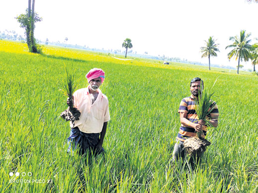 ‘రొయ్యల చెరువులతో పంట పొలాలు నాశనం’