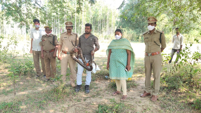 కోలుకున్న కొండచిలువ