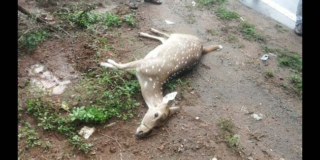 కారు ఢీకొని జింక మృతి